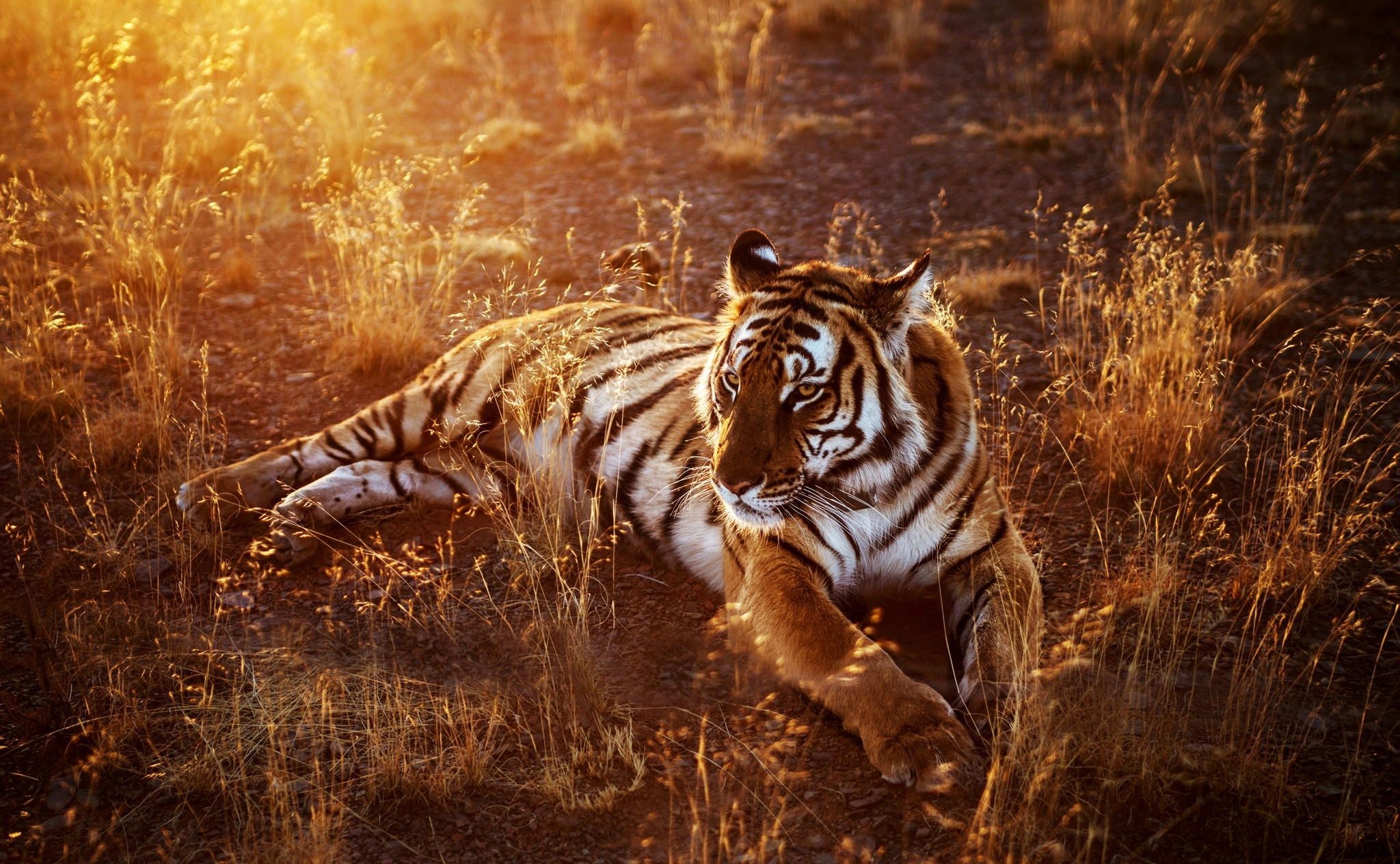 Panthera tigris amoyensis