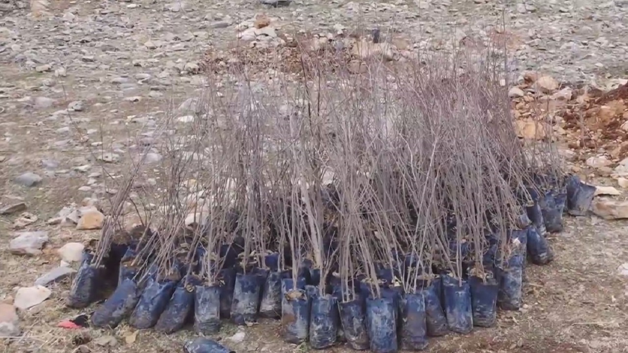 کاشت نهال در اراضی ملی شهرستان ایوان
