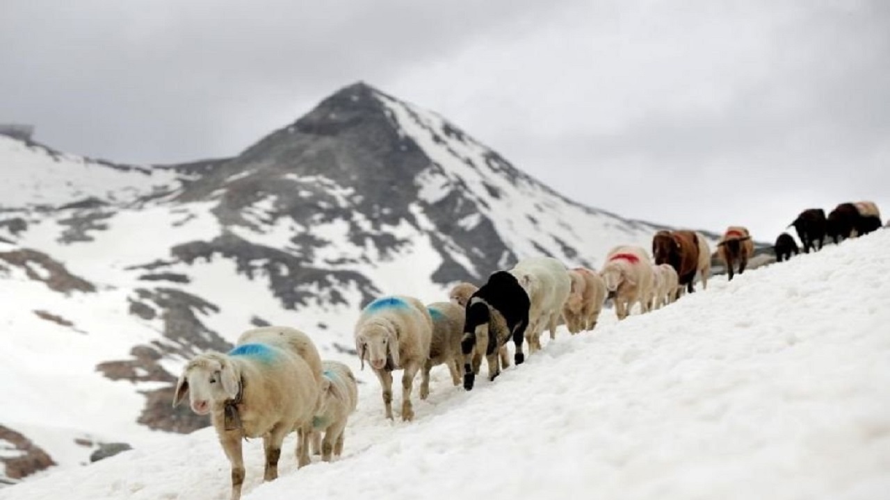 چرای زمستانی گوسفندان در خسرود + فیلم