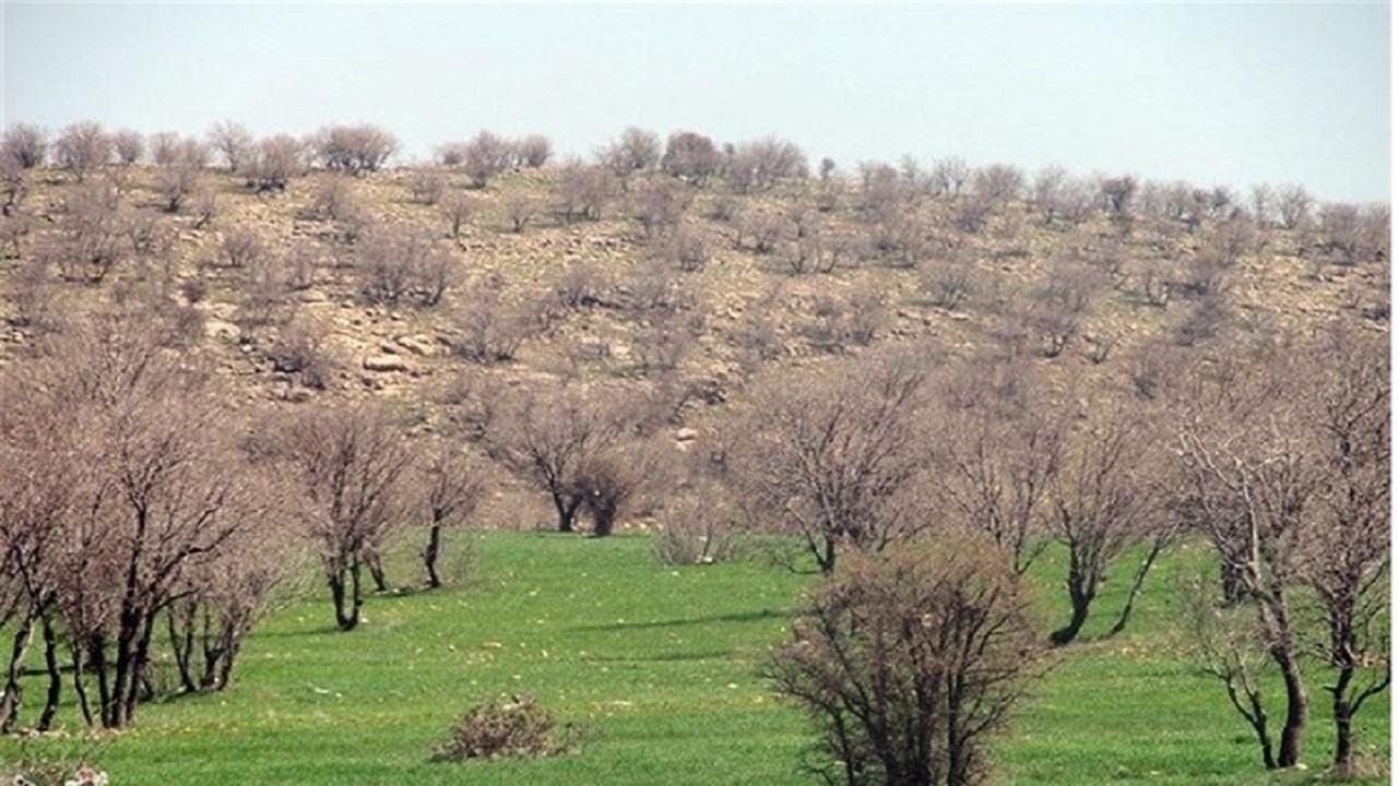 احیای ۴۰ هکتار از جنگل‌های شهرستان بهار