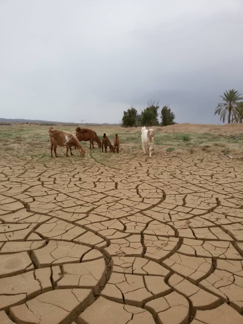 نمایی از طبیعت کلل دشتی در یک نگاه + تصاویر