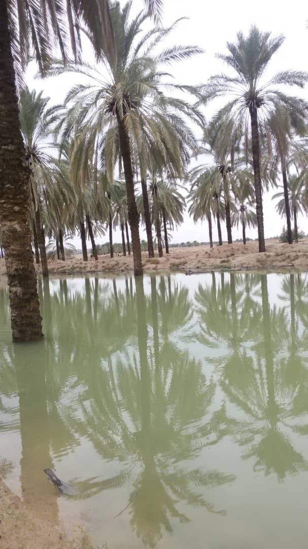 نمایی از طبیعت کلل دشتی در یک نگاه + تصاویر