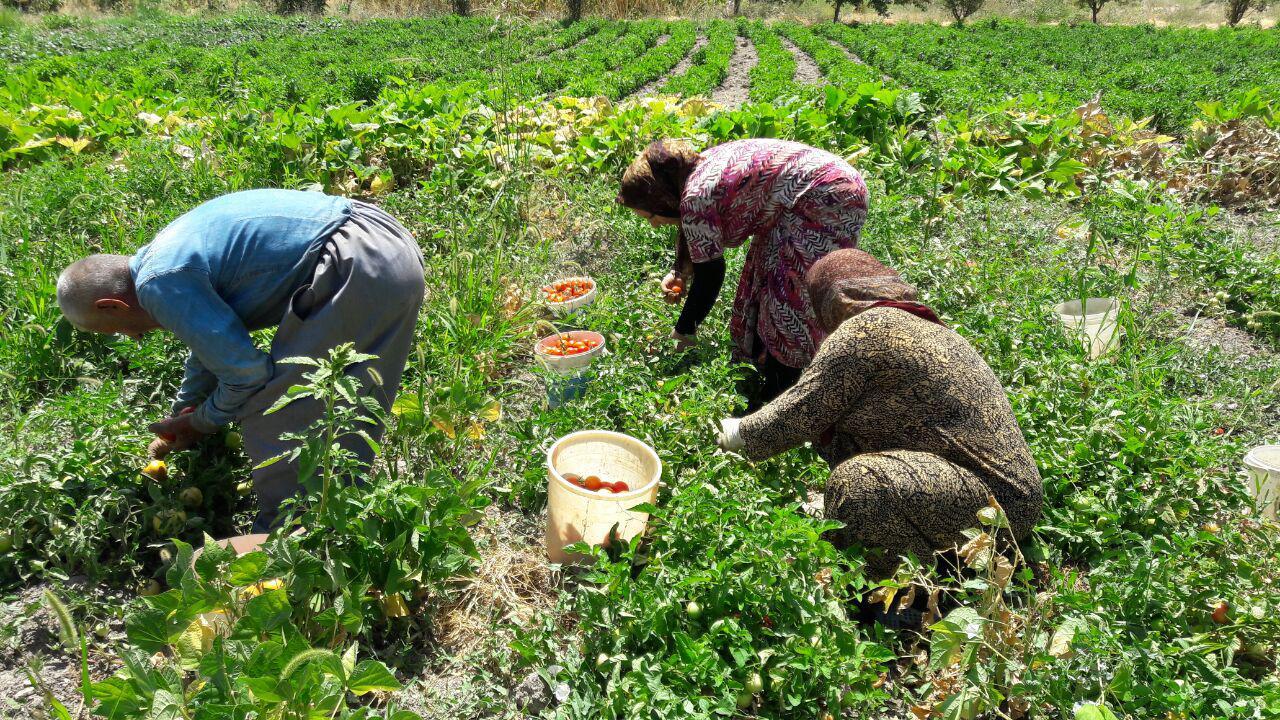 پروژه‌های جدید تعاون روستایی خراسان رضوی برای ۳۰۰ نفر اشتغالزایی دارد