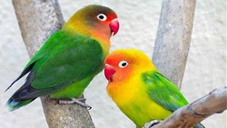 صید گربه ماهی نادر به رنگ زرد ! + فیلم