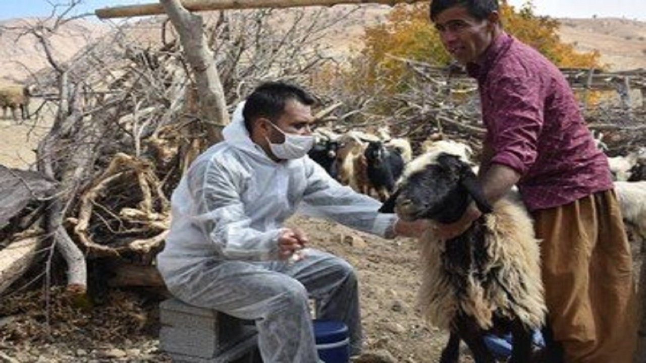 کاروان بهره‌وری دام ستاد اجرایی فرمان امام (ره) در اندیکا و لالی مستقر شد