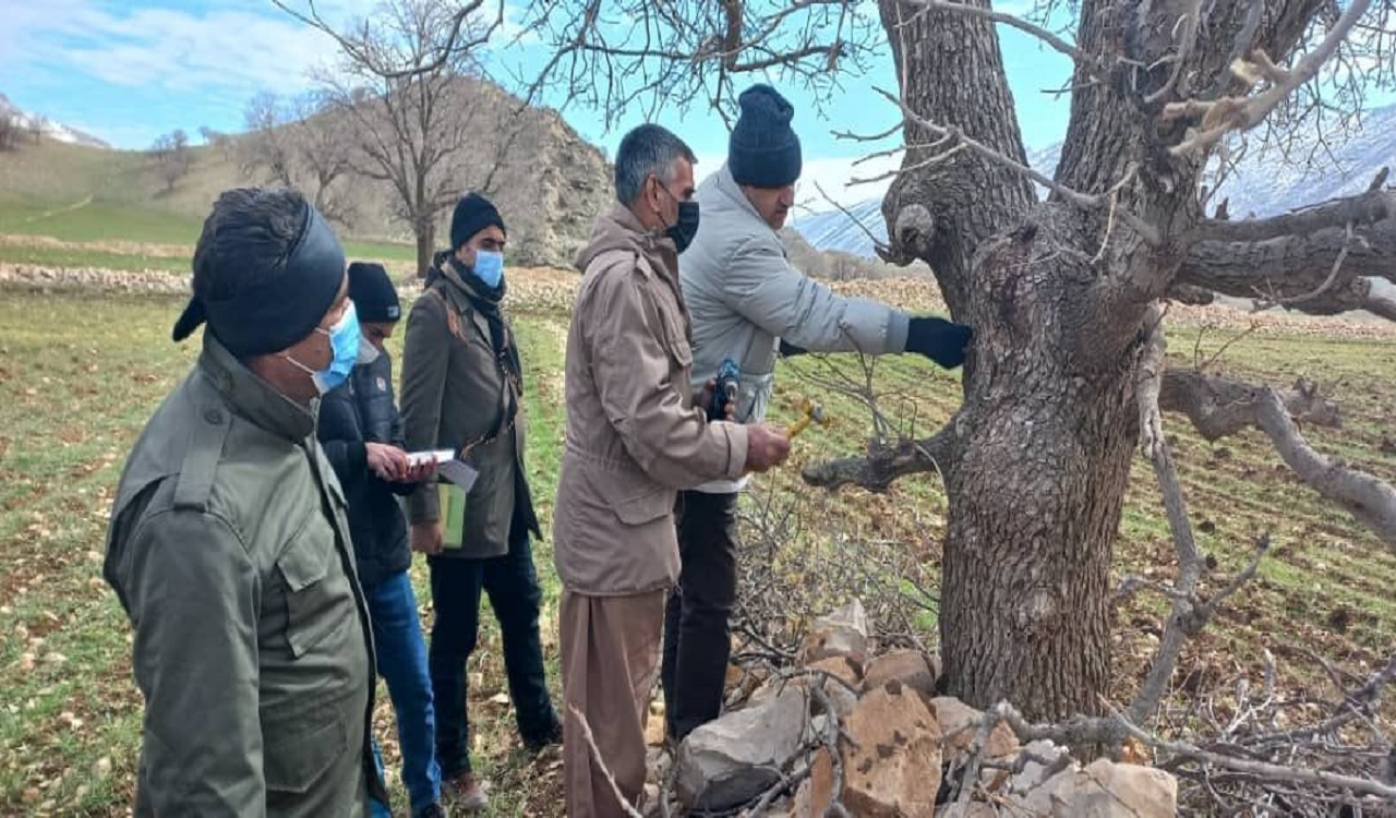 آغاز طرح پایش هوشمند درختان جنگلی در گیلانغرب
