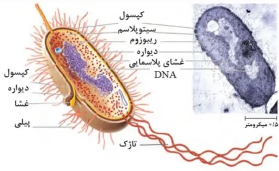 با ۶ سلسله اصلی جانداران کره زمین آشنا شوید
