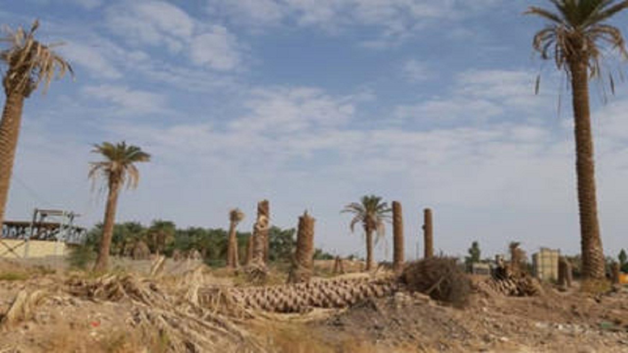 طرح جامع نخیلات خوزستان در صورت تامین اعتبار اجرایی می‌شود