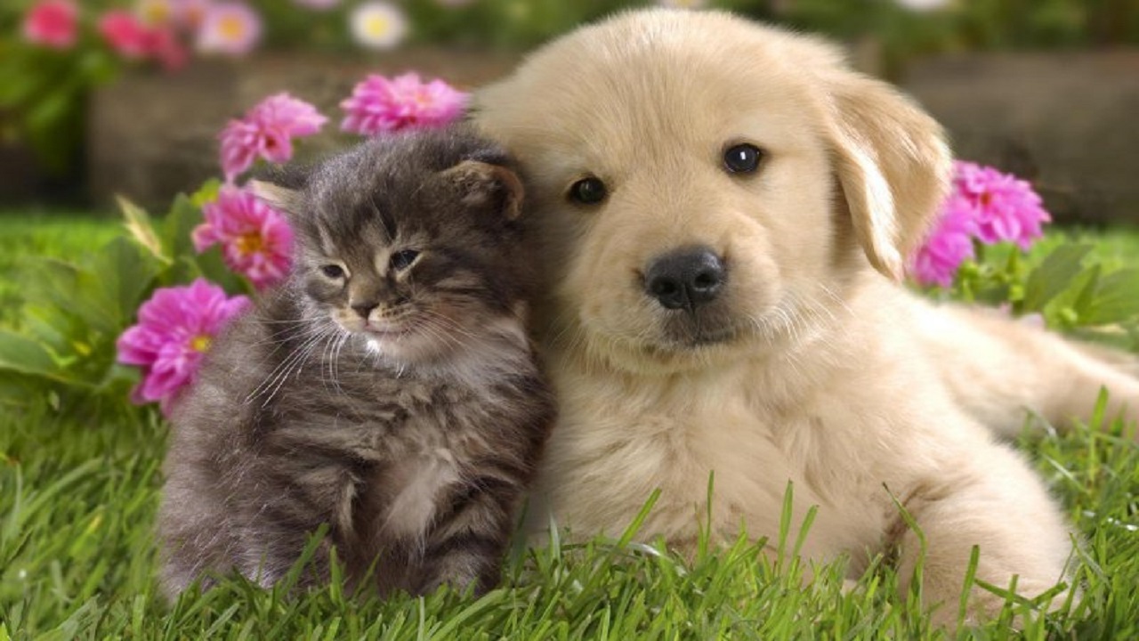 تلاش یک گربه برای دوستی با سگ + فیلم