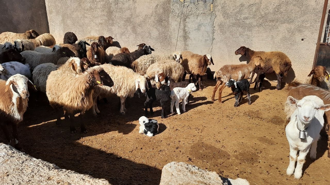 ترکیب ژنتیکی گوسفند