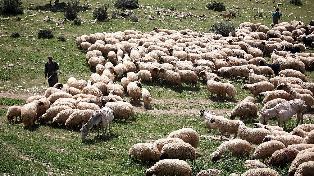 صنعت دامپروری