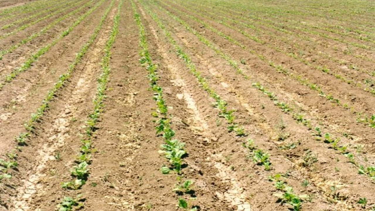 پایان کشت پاییزه در بیش از ۱۰۷ هزار هکتار از اراضی شوش و کرخه  
