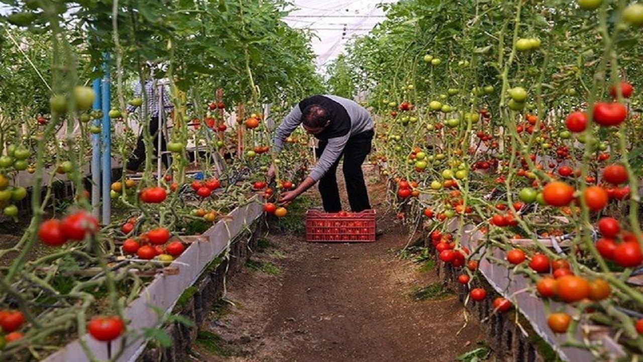 بهره برداری از ۱۰ طرح تولیدی کشاورزی در ملایر