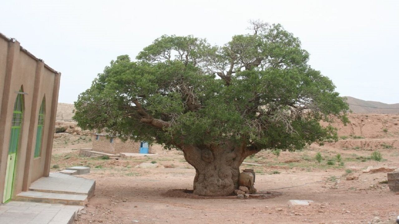 ثبت ملی شدن درختی ۶۰۰ ساله در قاین
