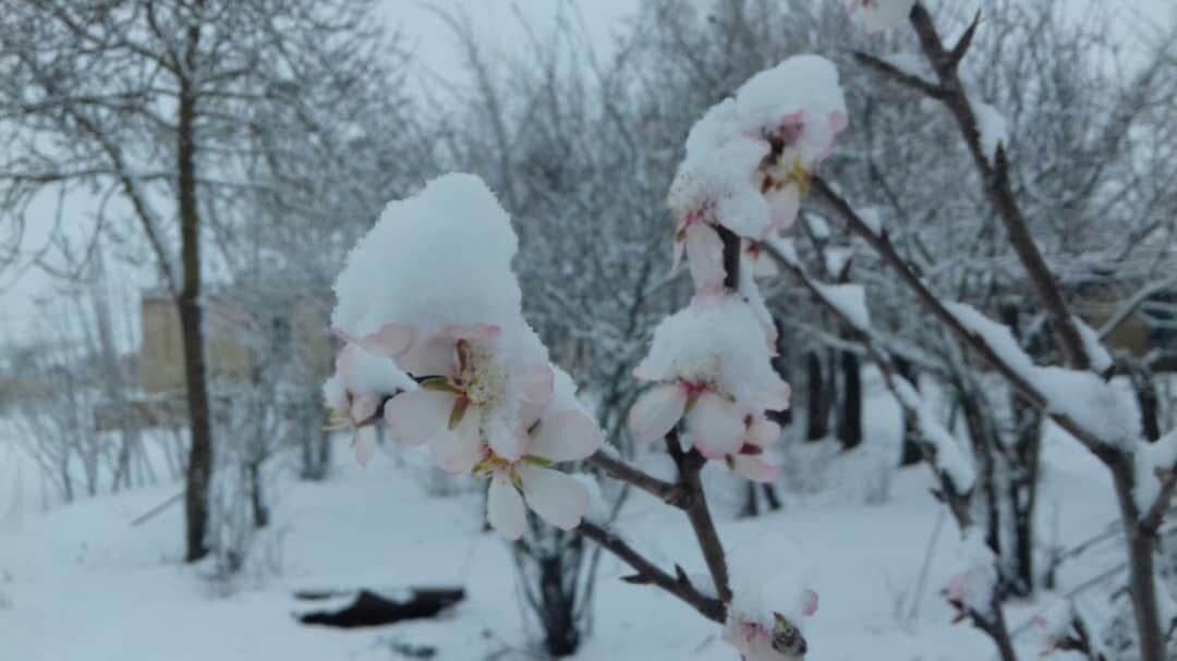 نمایی از طبیعت زمستانی موران + تصاویر