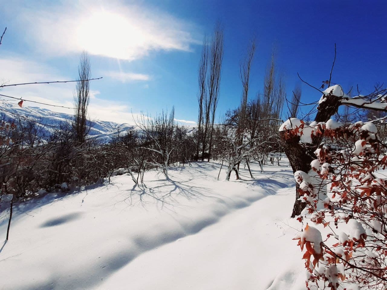 نمایی از طبیعت زمستانی موران + تصاویر