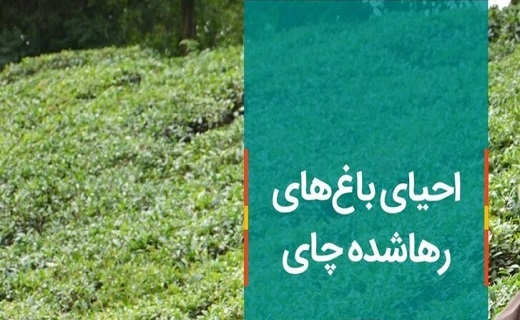ضرورت احیای ۶ هزار هکتار باغ رها شده در کشور