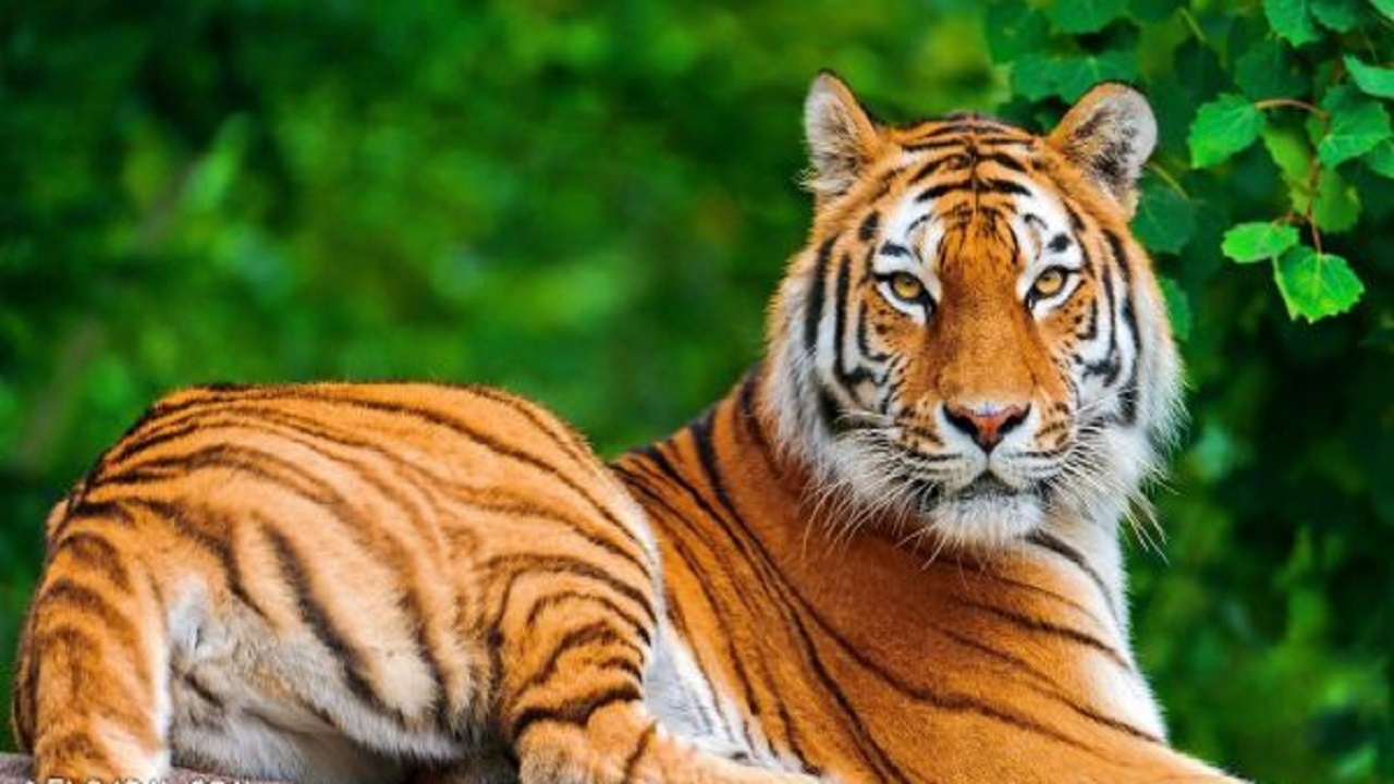 طراحی ببری از جنس شکلات + فیلم