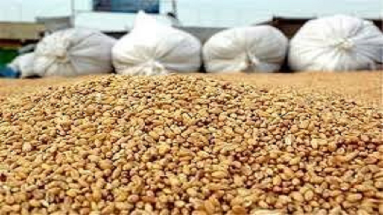 وضعیت مطلوب ذخیره گندم و آرد در سیستان و بلوچستان