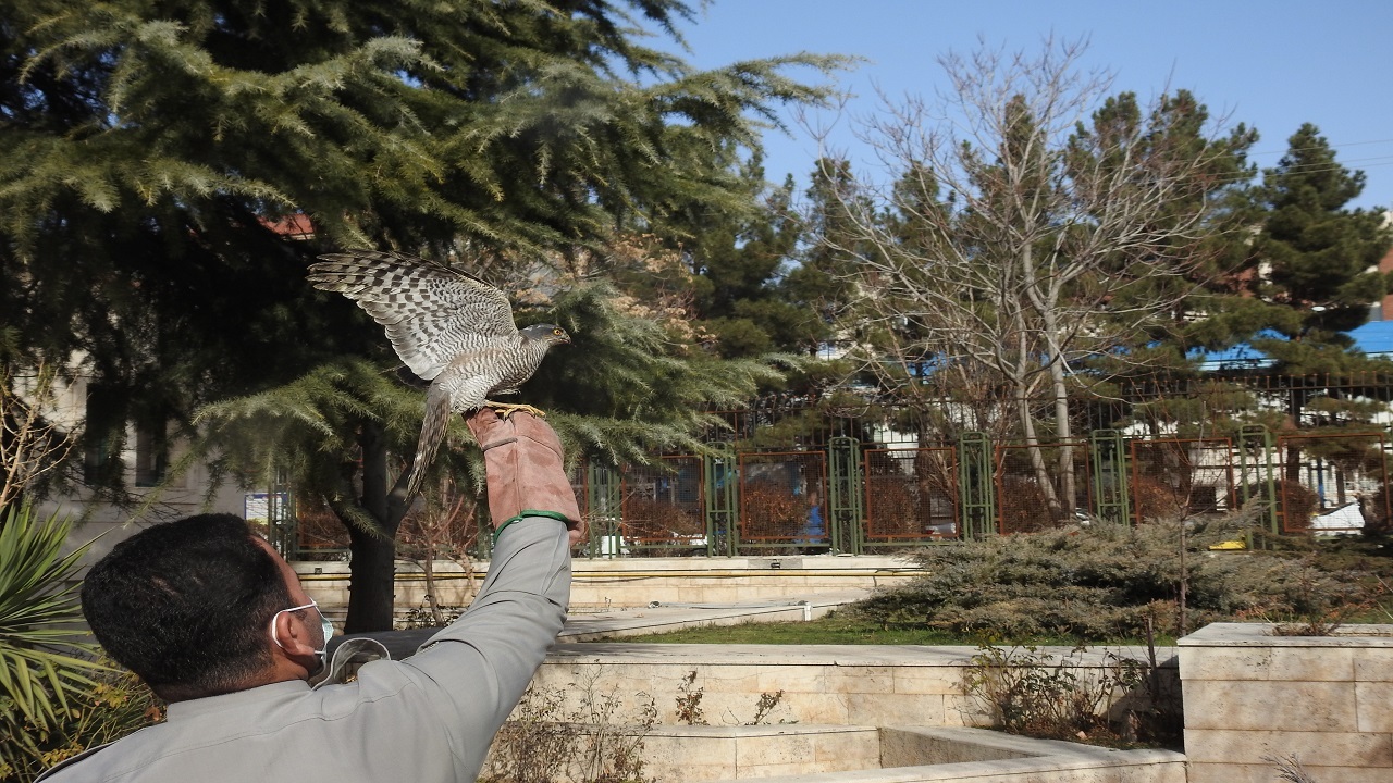 رهاکردن دو بهله قرقی در طبیعت قزوین