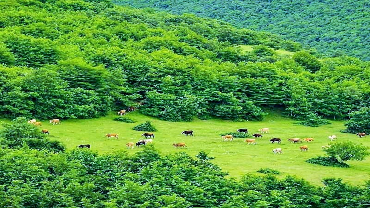 شناسایی ۲۰ ذخیره‌گاه جنگلی جدید در کردستان