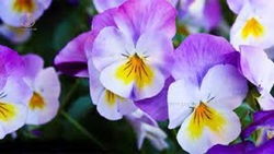 ترفندهایی برای افزایش سرعت رشد گیاهان + فیلم