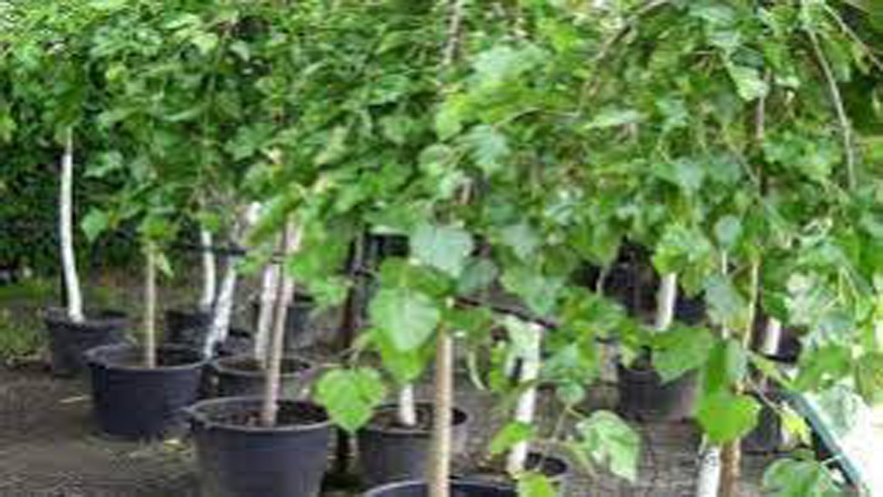 تخصیص اعتبار برای تولید نهال توت به خراسان شمالی