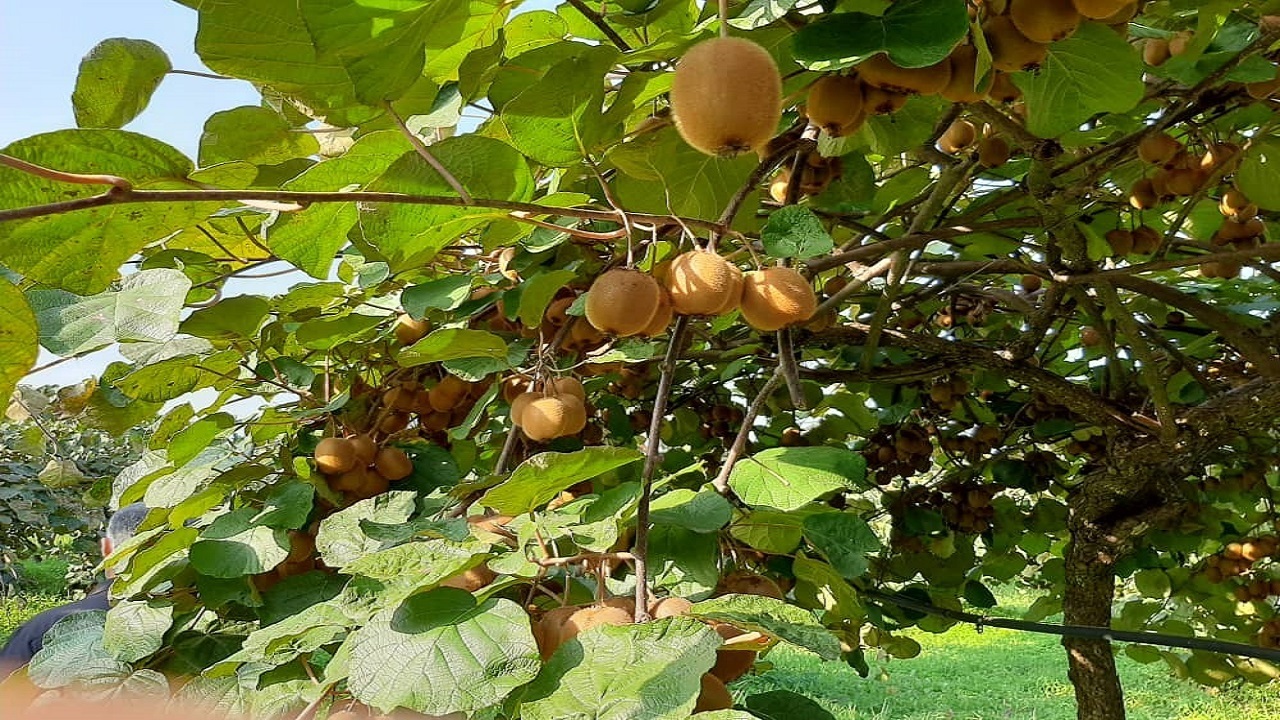برداشت ۲۲۰ هزار تُن کیوی از باغ های گیلان