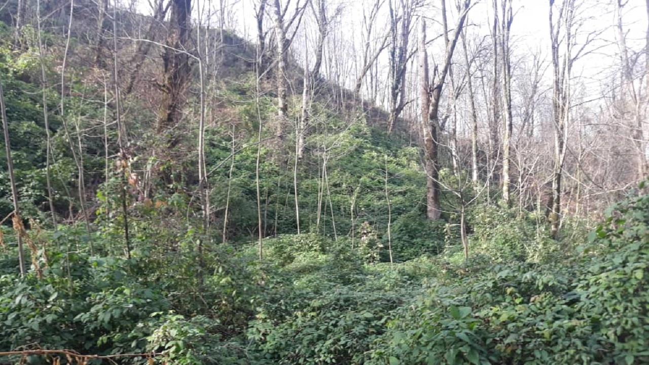 طبیعت گردی در گلستان از