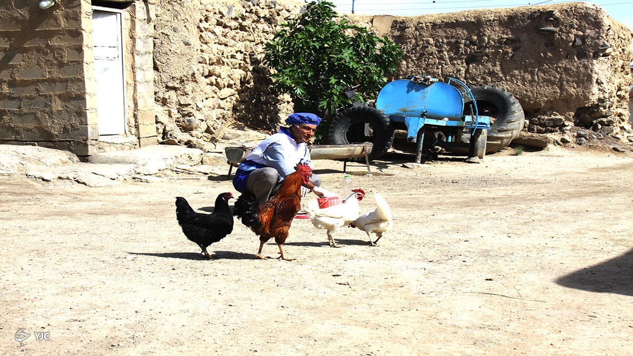 ۴۵ هزار قطعه طیور در مهاباد علیه نیوکاسل واکسینه می‌شوند