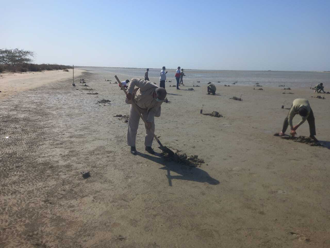 کاشت ۲۵۰ درختچه حرا درخور شهری جاسک