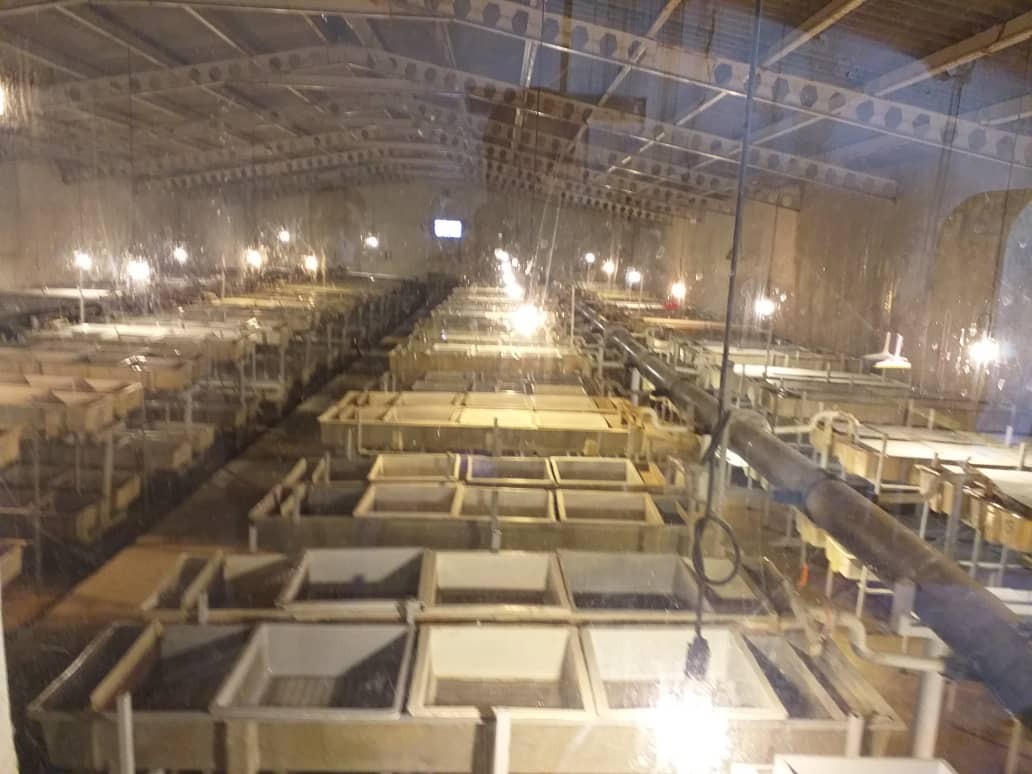 بیماری و سیلاب بزرگترین واحد تکثیر ماهی قزل آلای کشور را تعطیل کرد