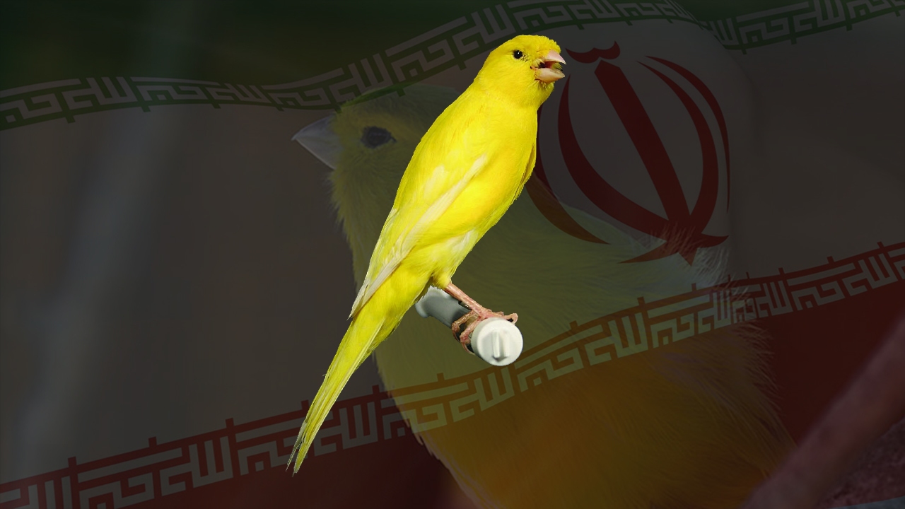 قناری با نام ایران در راه جهانی شدن