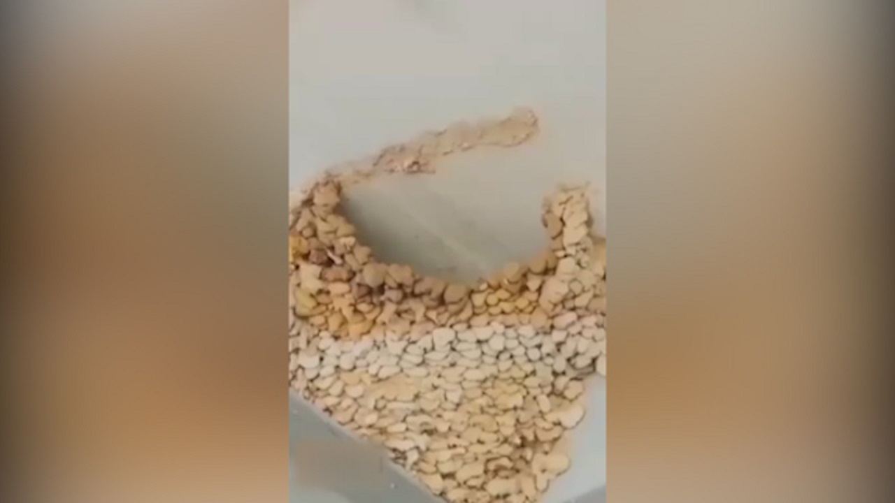 معماری خاص لانه یک پرستو + فیلم