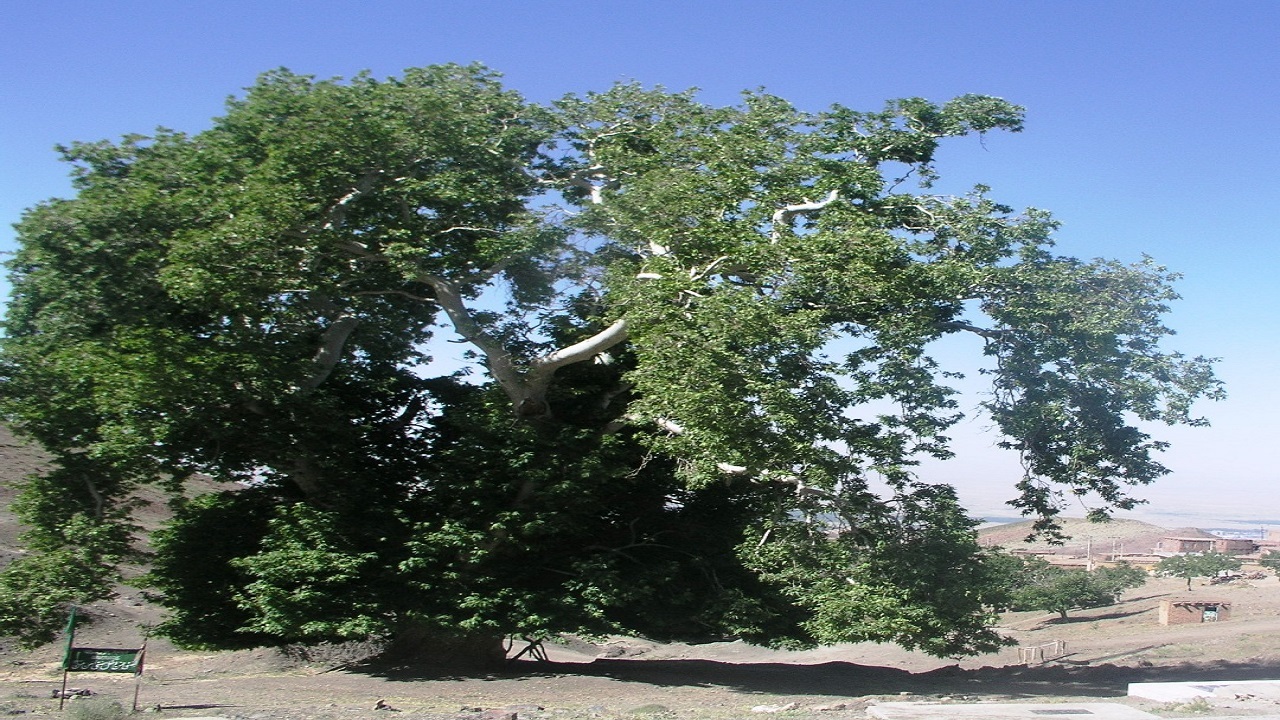 ثبت درخت چنار ۴۰۰ ساله روستای داس نیشابور در میراث ملی