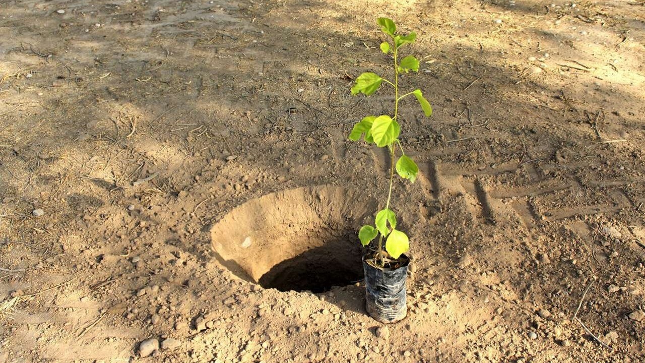 کاشت نهال به جای تیراندازی در مراسمی در اندیمشک