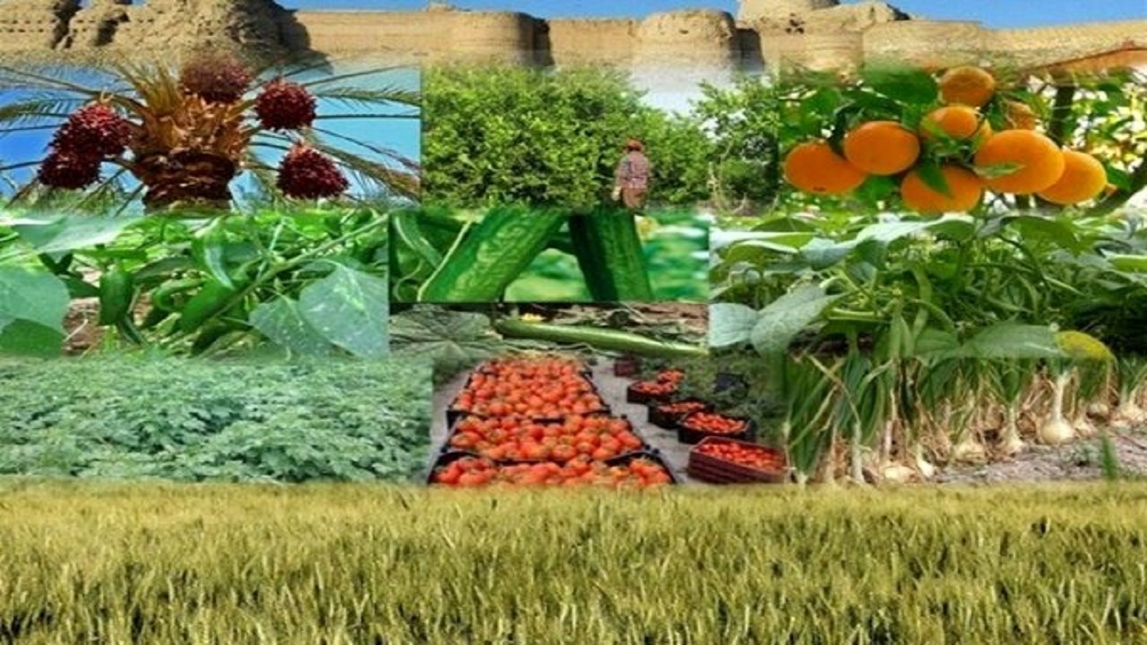 افزایش محصولات زراعی و باغی در استان یزد