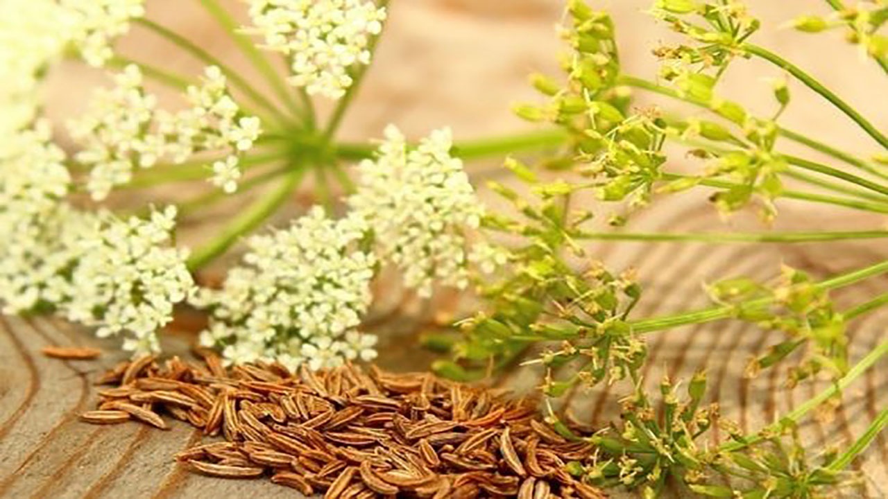 ‎کوهبنان ،کاشت زیره سیاه را آغاز کرد