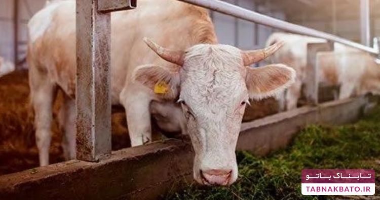 رسوایی&zwnj;های غذایی تاریخ