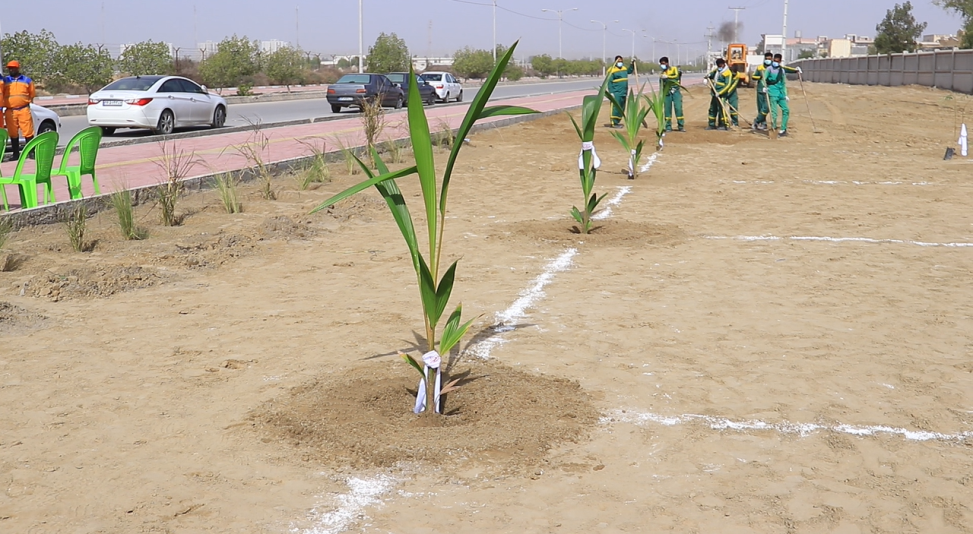 کاشت درختان بومی در بندرعباس