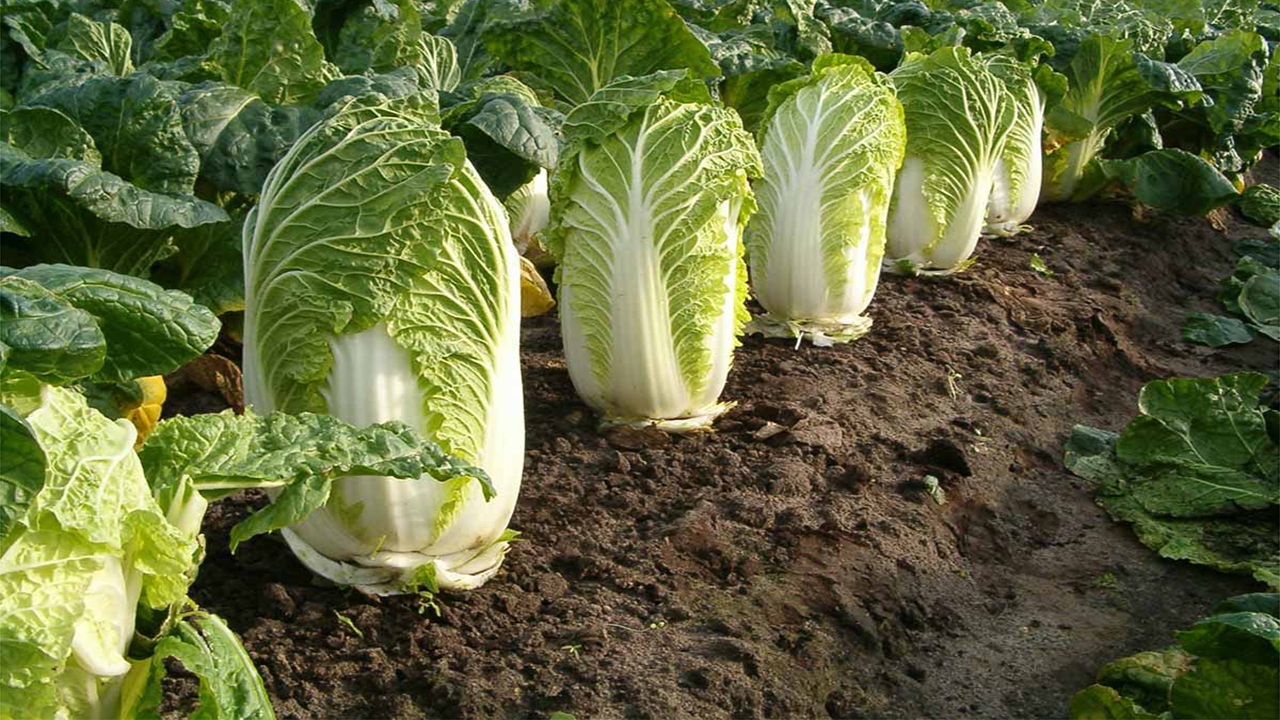 کاهو پیچ تولیدی مرودشت در راه صادرات