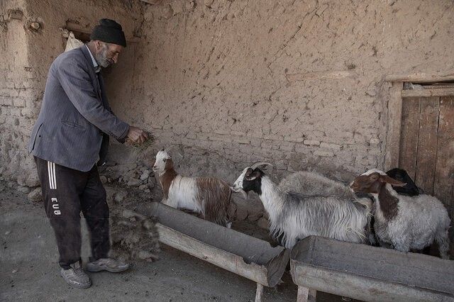 علوفه&zwnj;ای که به دهان دام شیرین نمی&zwnj;آیند