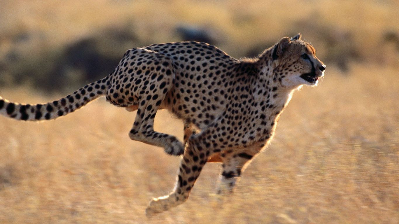چیتا