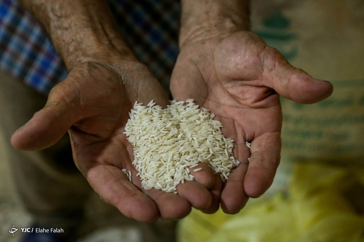 آغاز عرضه برنج با نرخ مصوب در فروشگاه‌های زنجیره‌ای