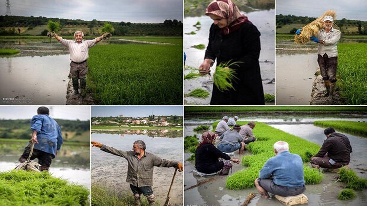 اما و اگر‌های افزایش تولید برنج