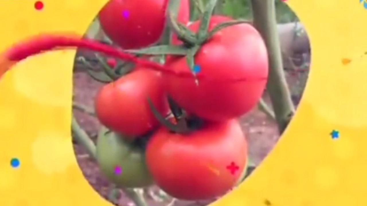 فواید گوجه فرنگی برای لاغری + فیلم
