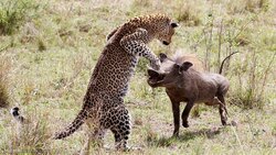 پرش چند متری پلنگ برای شکار آهو + فیلم