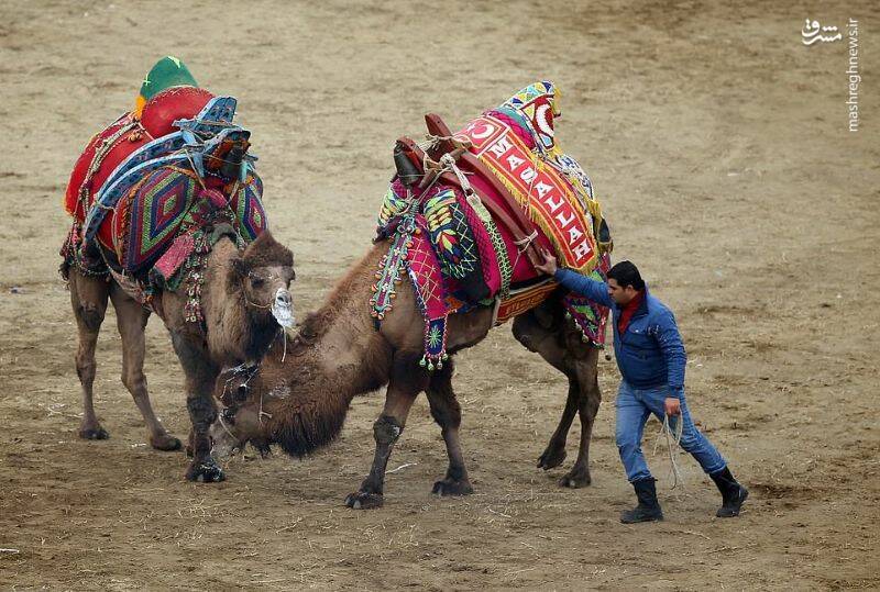 رسوم عجیب