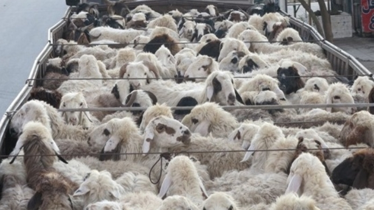 کشف ۵۹ راس احشام قاچاق در آبدانان