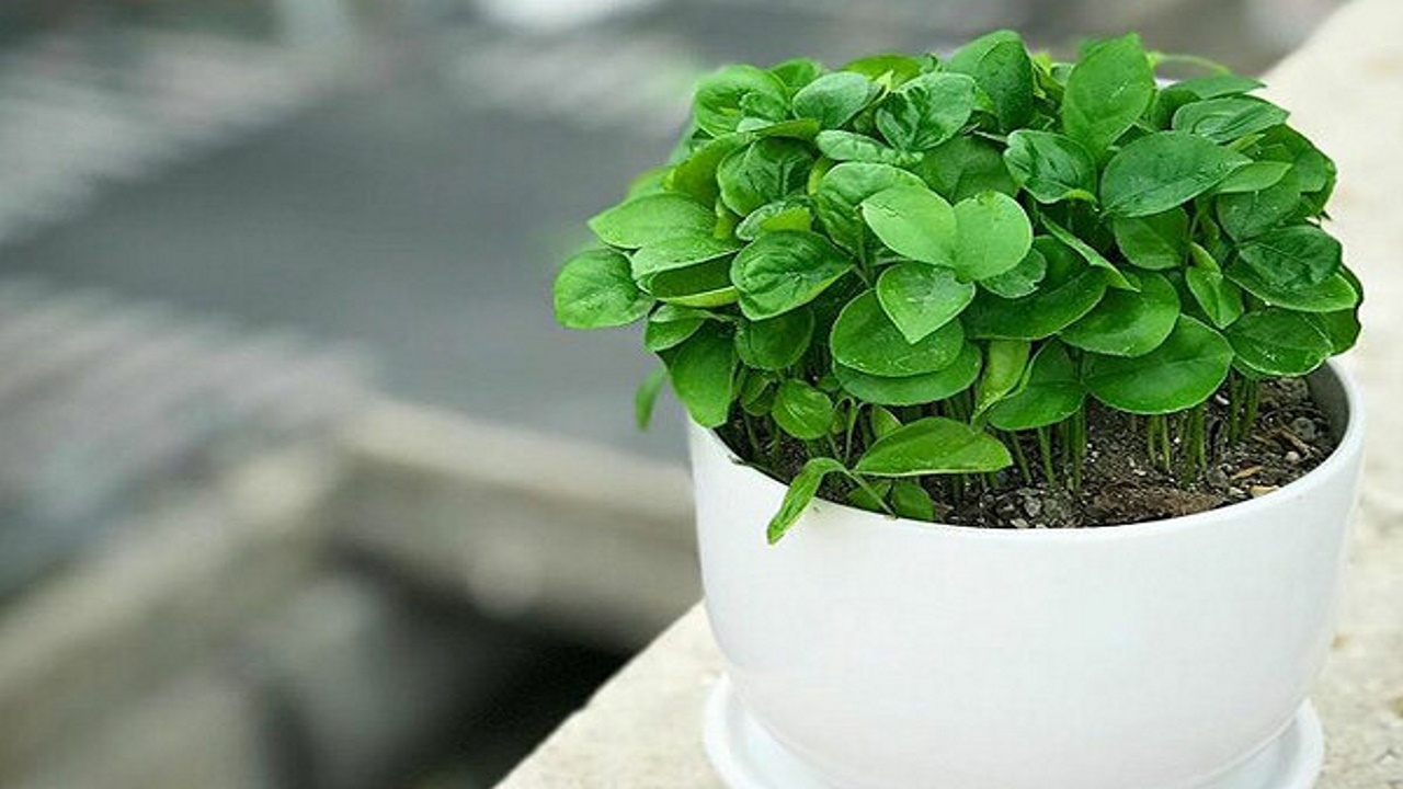 بهترین زمان برای کاشت سبزه عید نوروز با انواع دانه&nbsp;